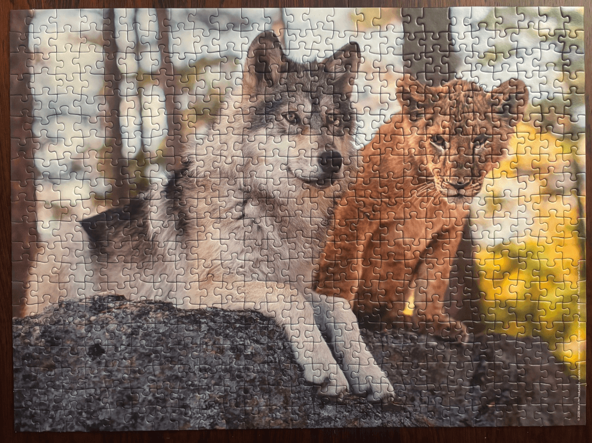 Le loup et le lion