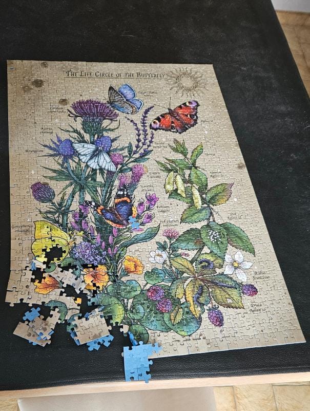 The Life Circle of the Butterfly