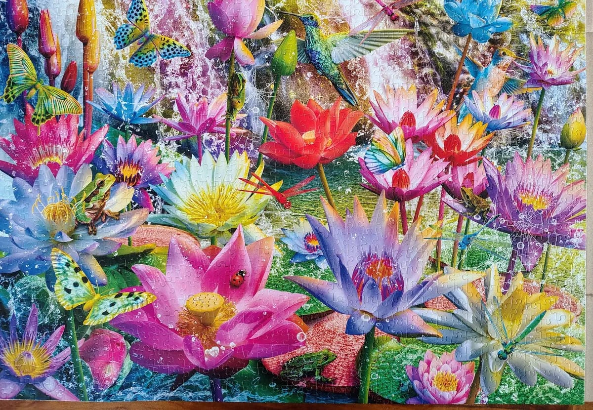 Colourful Lillies
