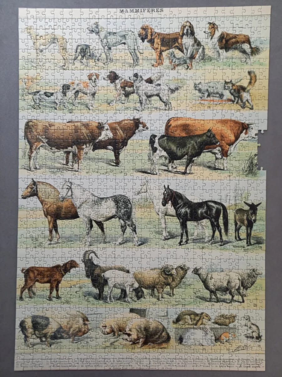 Illustration du Nouveau Larousse Illustré : Mammifères XIXè Siècle