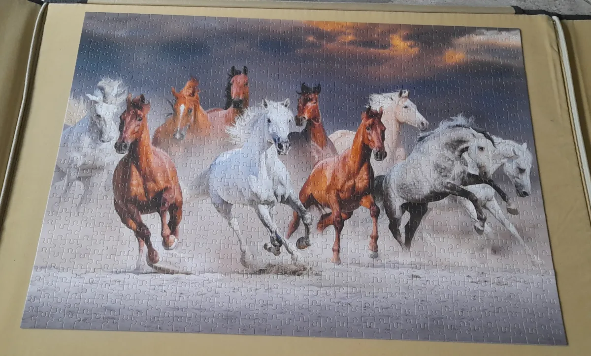 Chevaux du desert