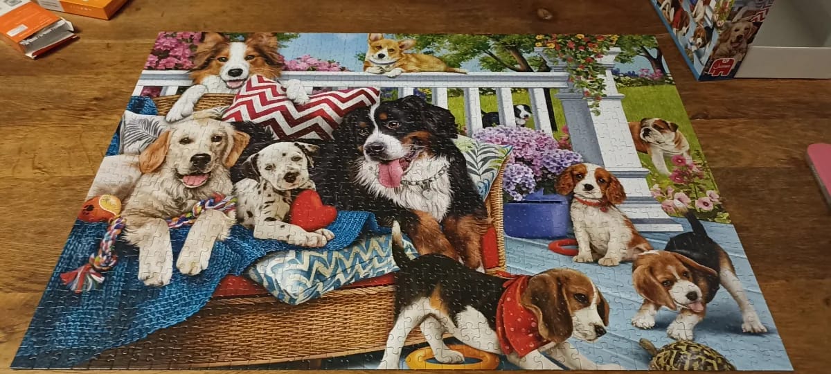Dogs on the Porch