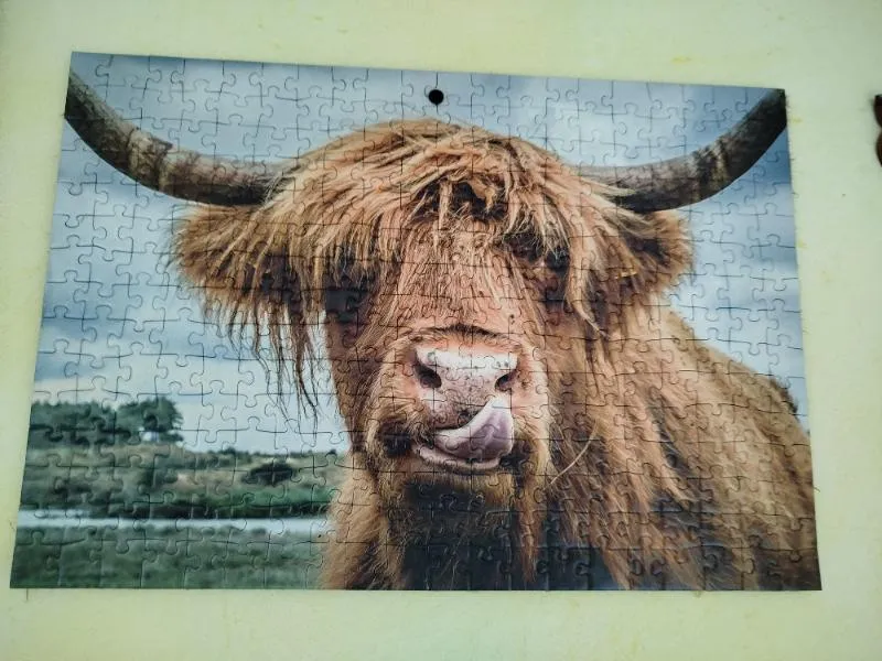 Highland Cattle