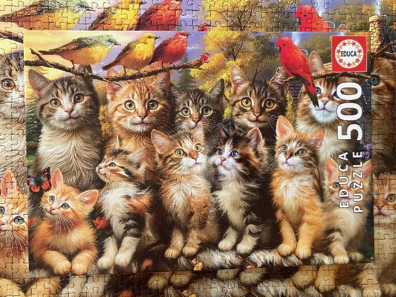Kittens & Birds — Réalisation de @k_roll