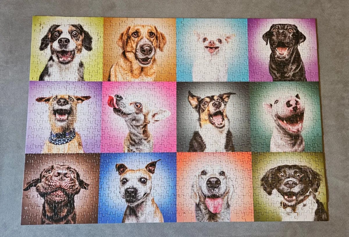 Funny Dogs