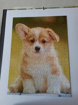 Adorable Corgi